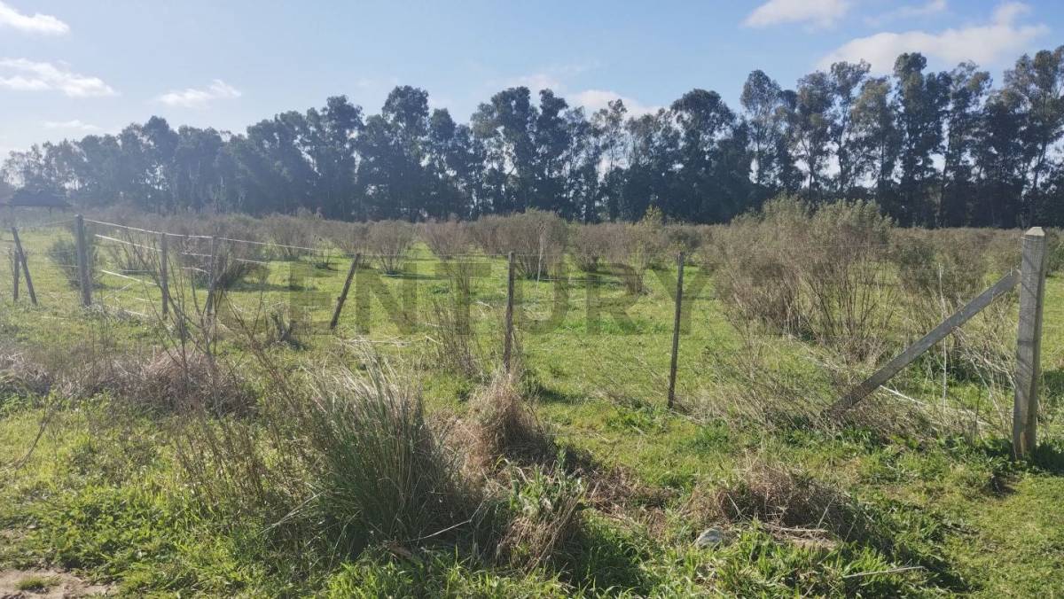 Lote de 10.000 m² en Eduardo Arana, foto 2