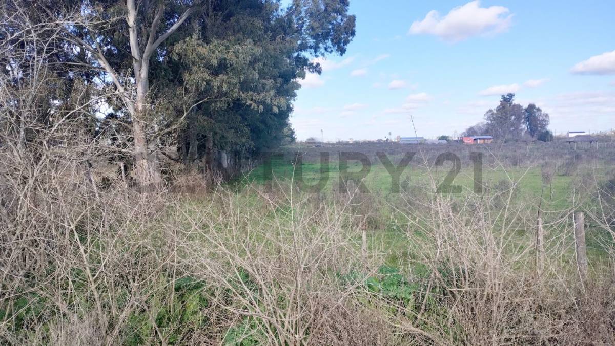 Lote de 5.000 m² en Eduardo Arana, foto 3