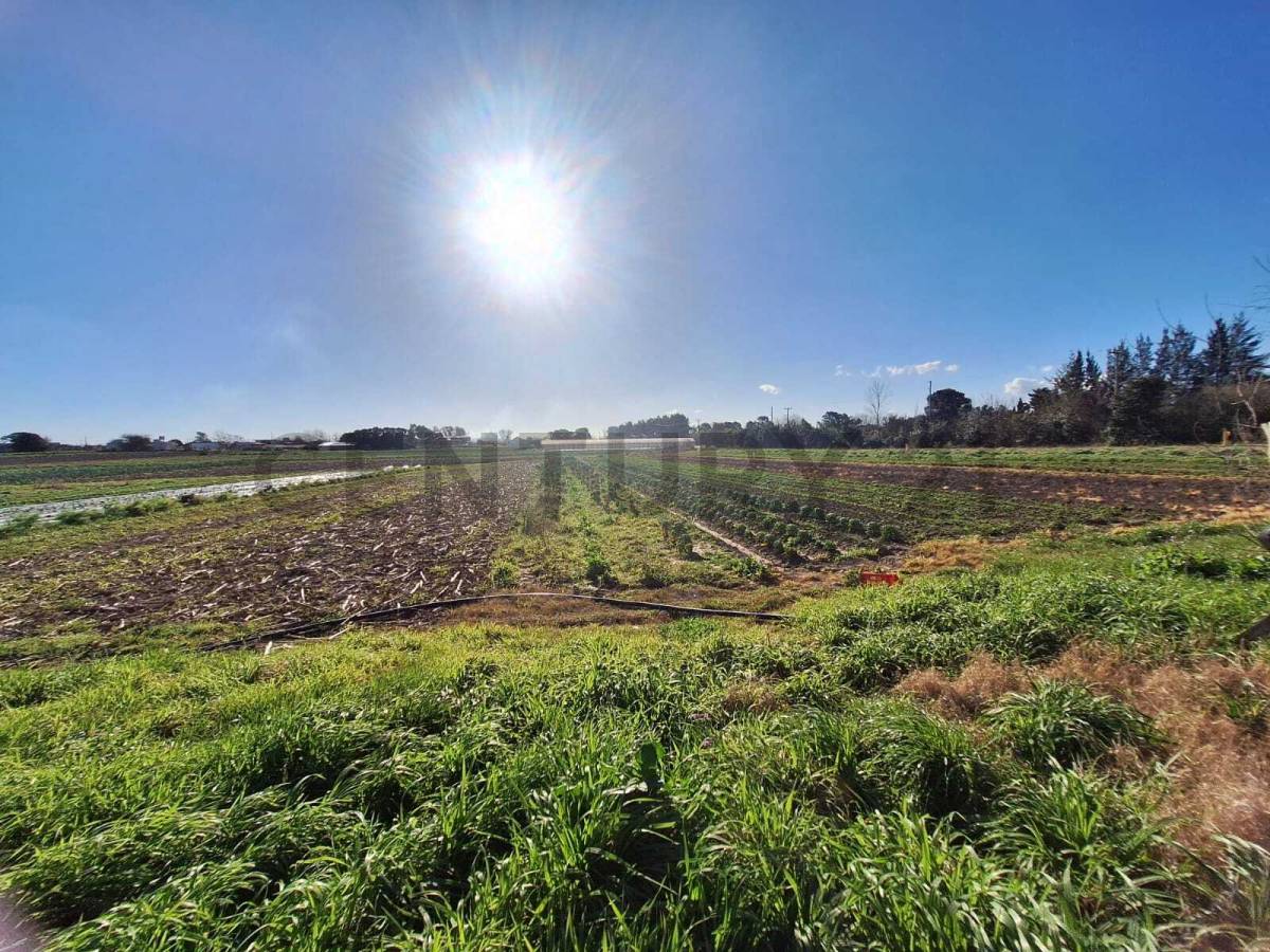 Campo de 9 m² en Eduardo Arana, foto 4