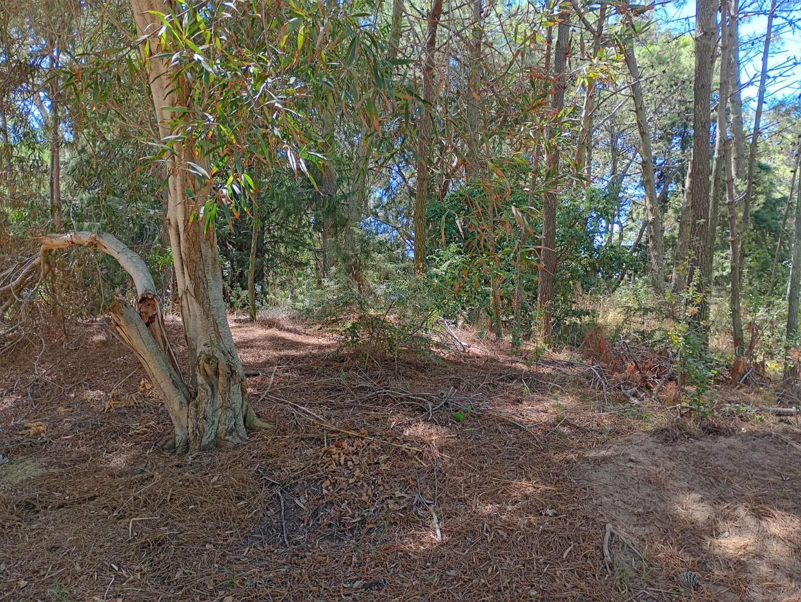 Lote de 1.297 m² en Cariló, foto 4