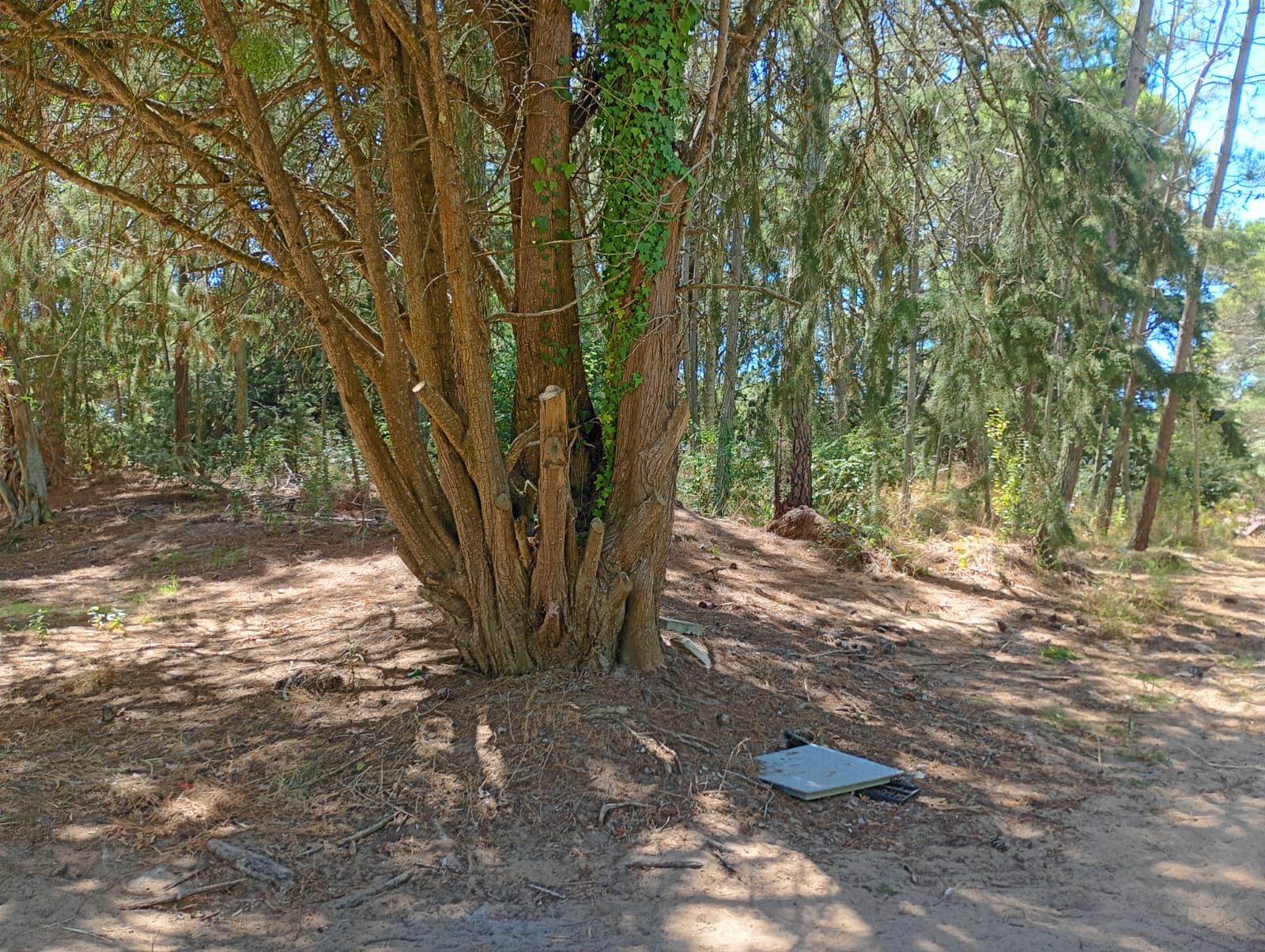 Lote de 1.297 m² en Cariló, foto 5